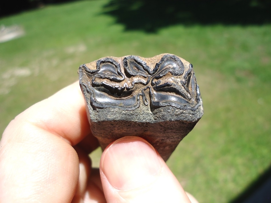 Large image 4 High Quality Lower Horse Molar