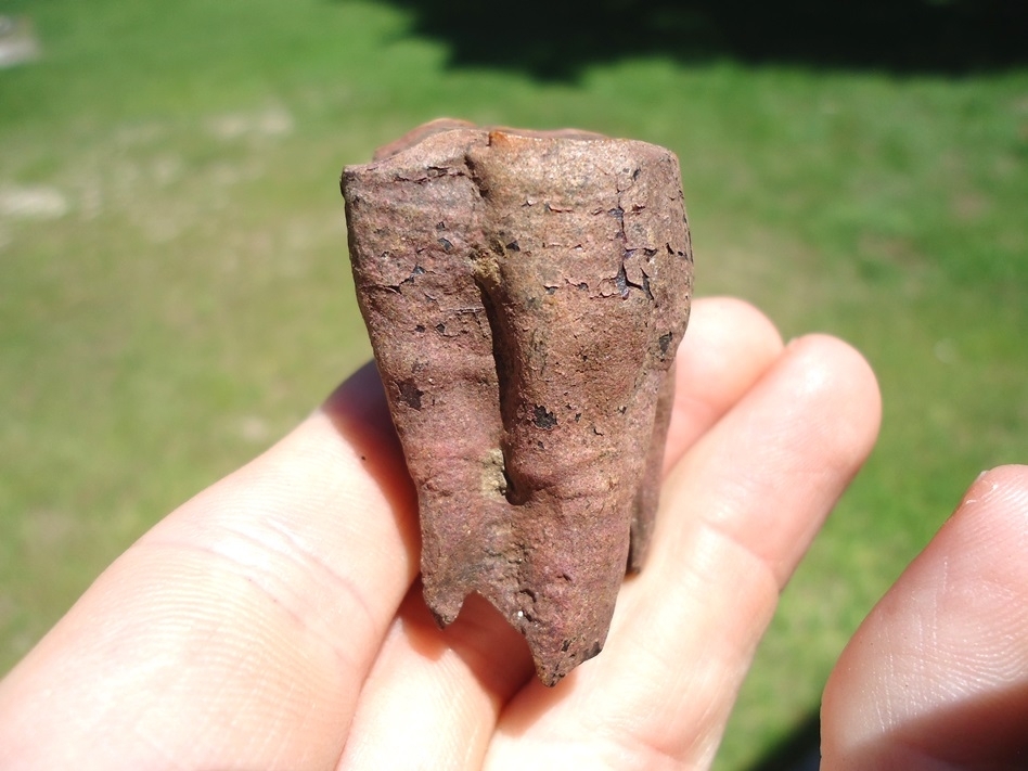 Large image 1 Unique Fully Rooted Horse Upper Molar