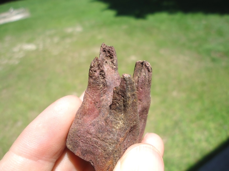 Large image 3 Unique Fully Rooted Horse Upper Molar