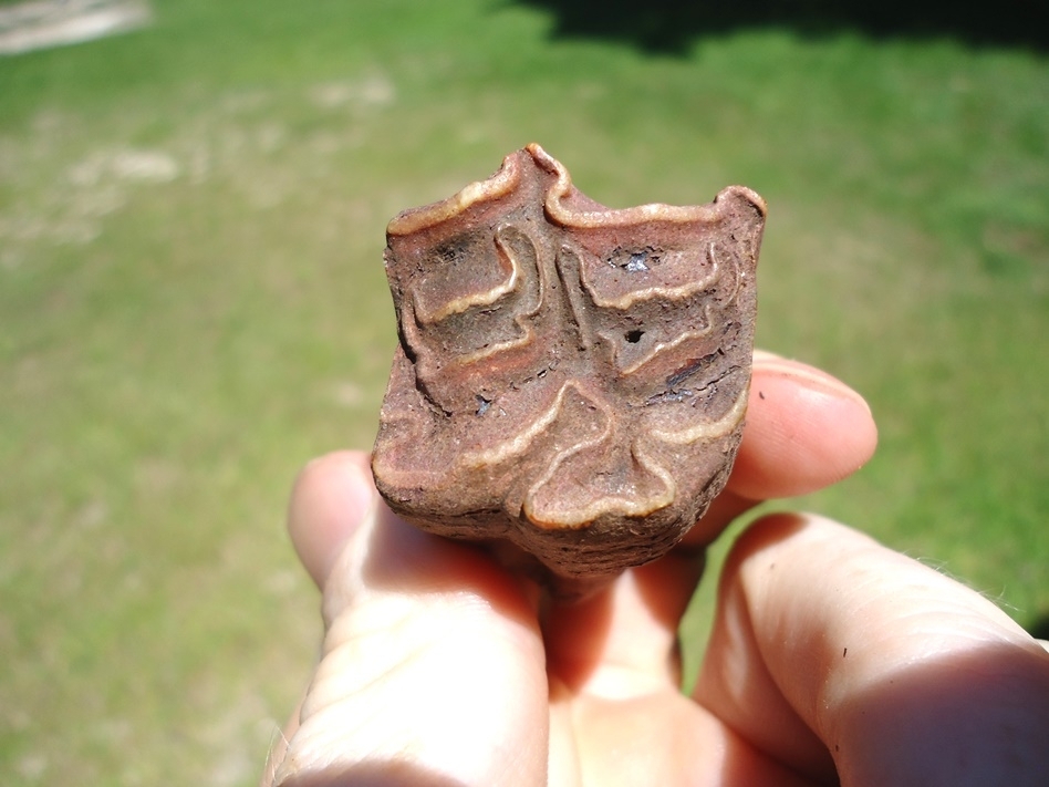 Large image 4 Unique Fully Rooted Horse Upper Molar