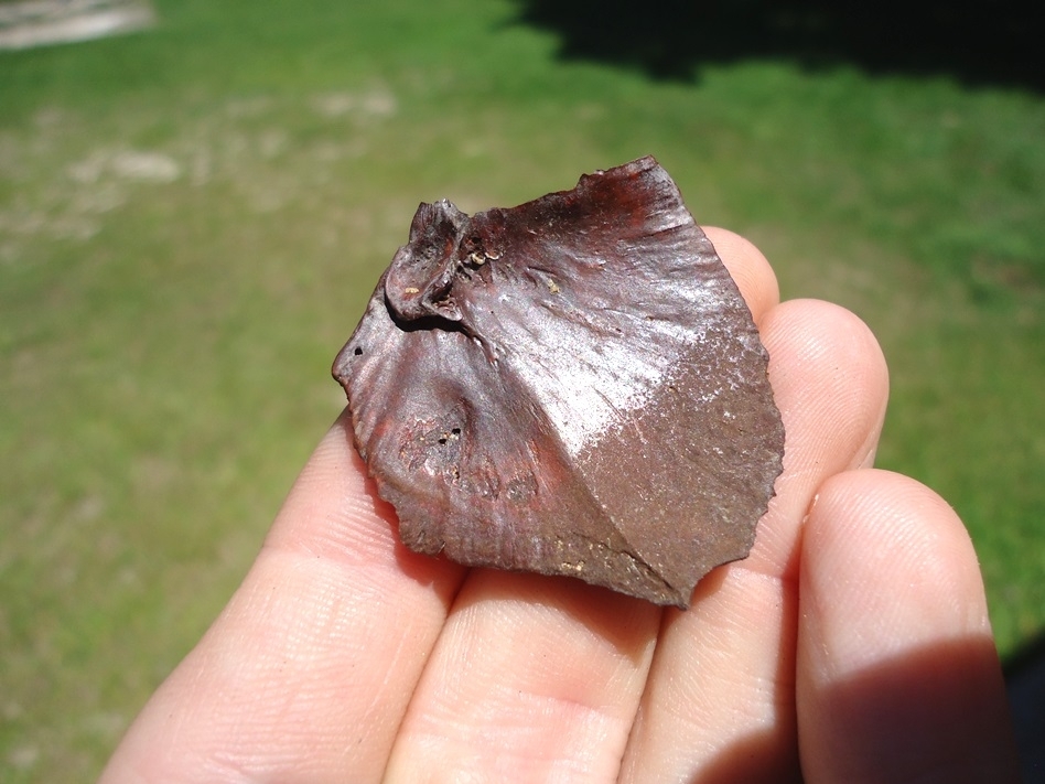 Large image 1 Uncommon Fish Gill Plate