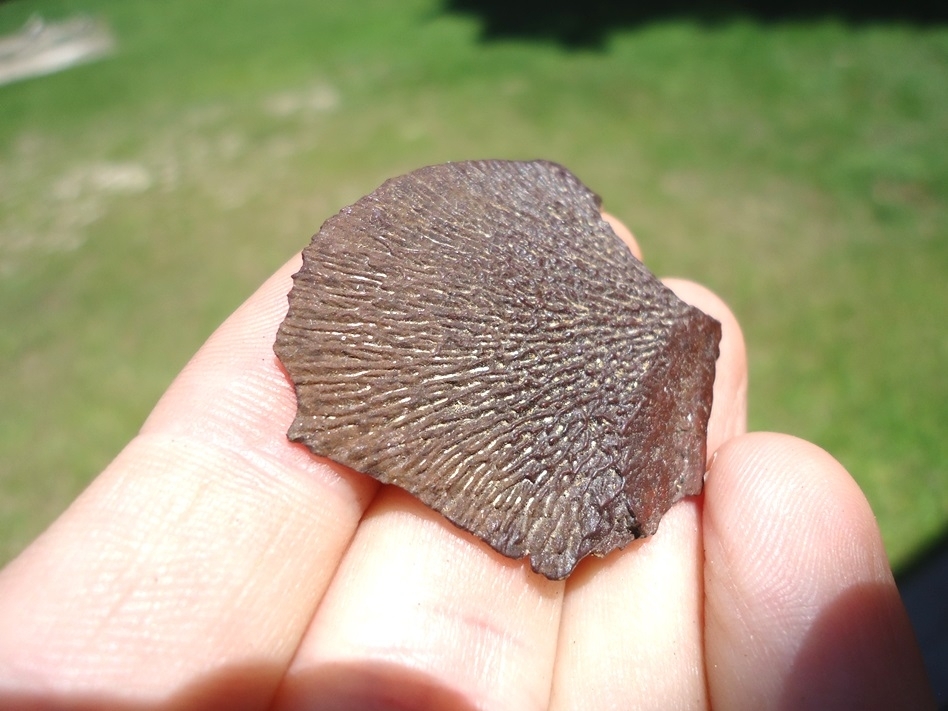 Large image 2 Uncommon Fish Gill Plate