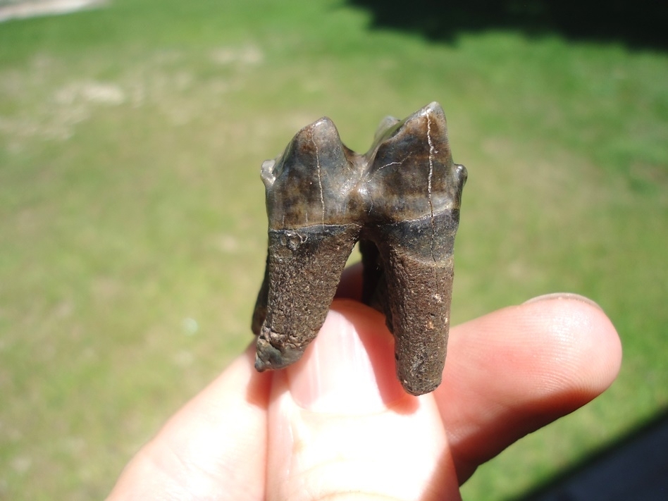 Large image 1 Top Quality Fully Rooted Tapir Molar