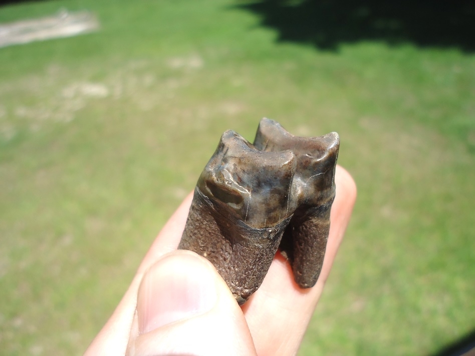 Large image 2 Top Quality Fully Rooted Tapir Molar