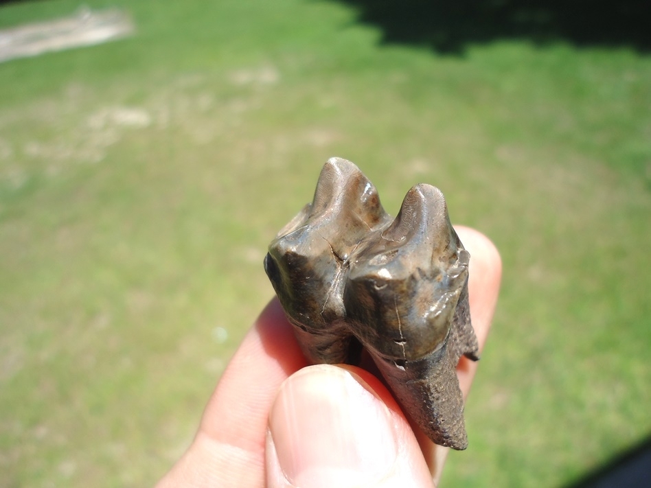 Large image 3 Top Quality Fully Rooted Tapir Molar