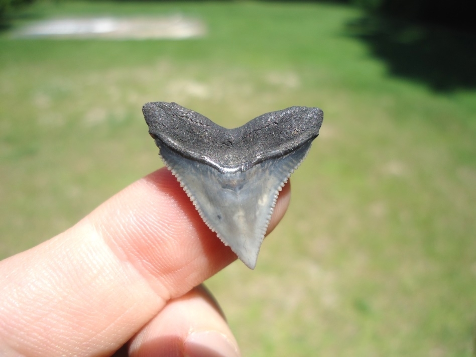 Large image 1 Top Quality Bull Shark Tooth