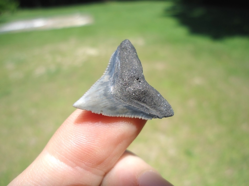 Large image 2 Top Quality Bull Shark Tooth