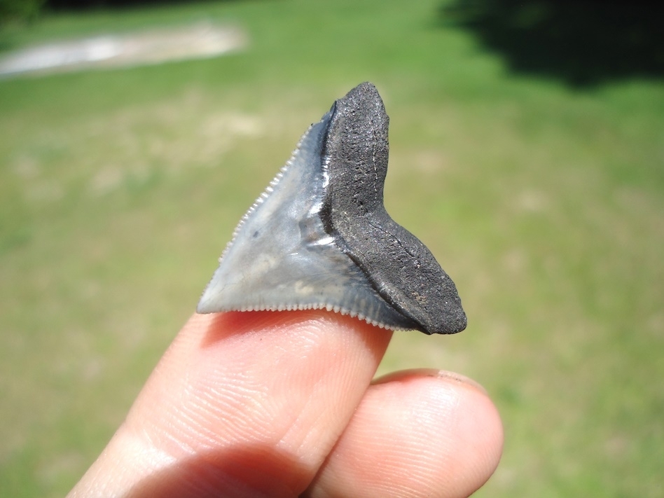 Large image 3 Top Quality Bull Shark Tooth