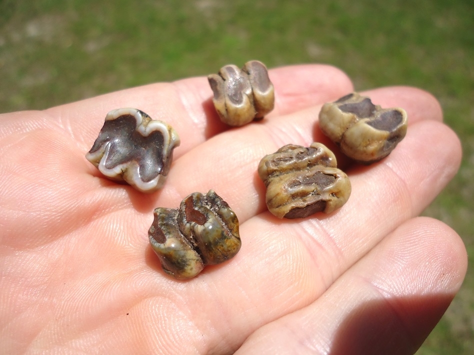Large image 1 Five Choice Colorful Manatee Teeth