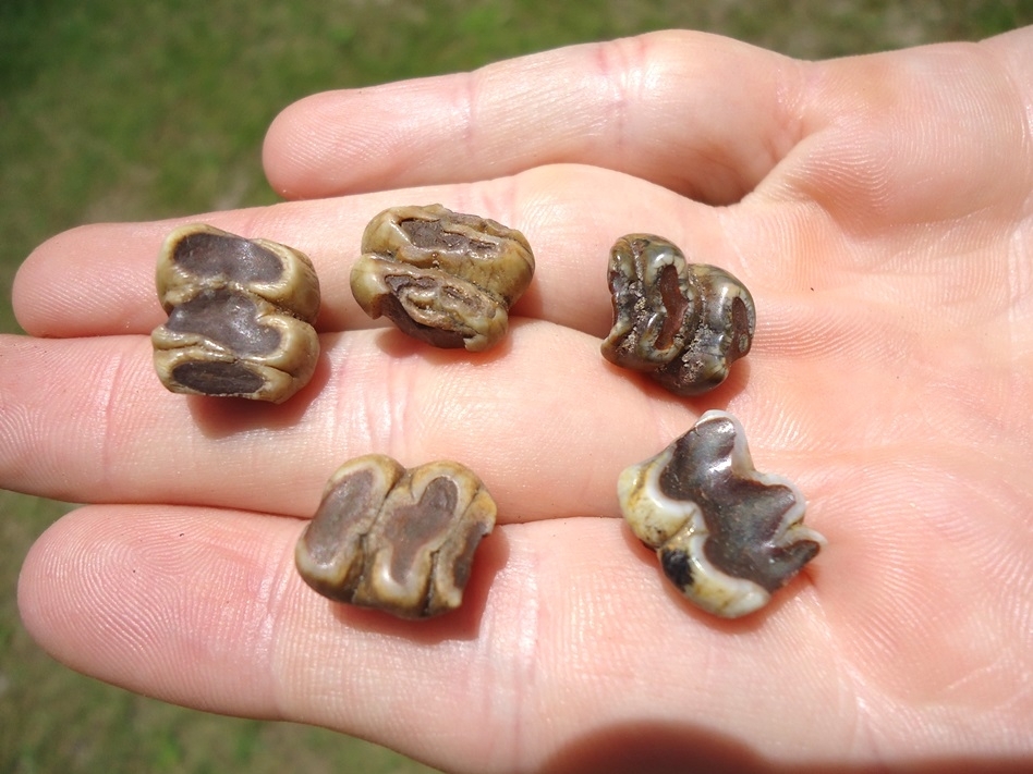 Large image 2 Five Choice Colorful Manatee Teeth
