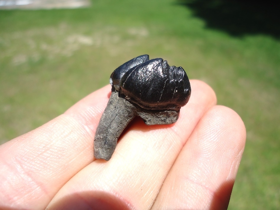 Large image 1 Attractive Glossy Black Rooted Manatee Tooth