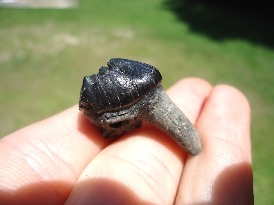 Large image 2 Attractive Glossy Black Rooted Manatee Tooth