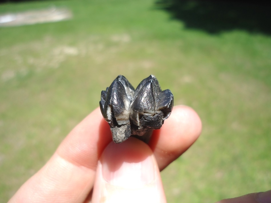Large image 3 Attractive Glossy Black Rooted Manatee Tooth