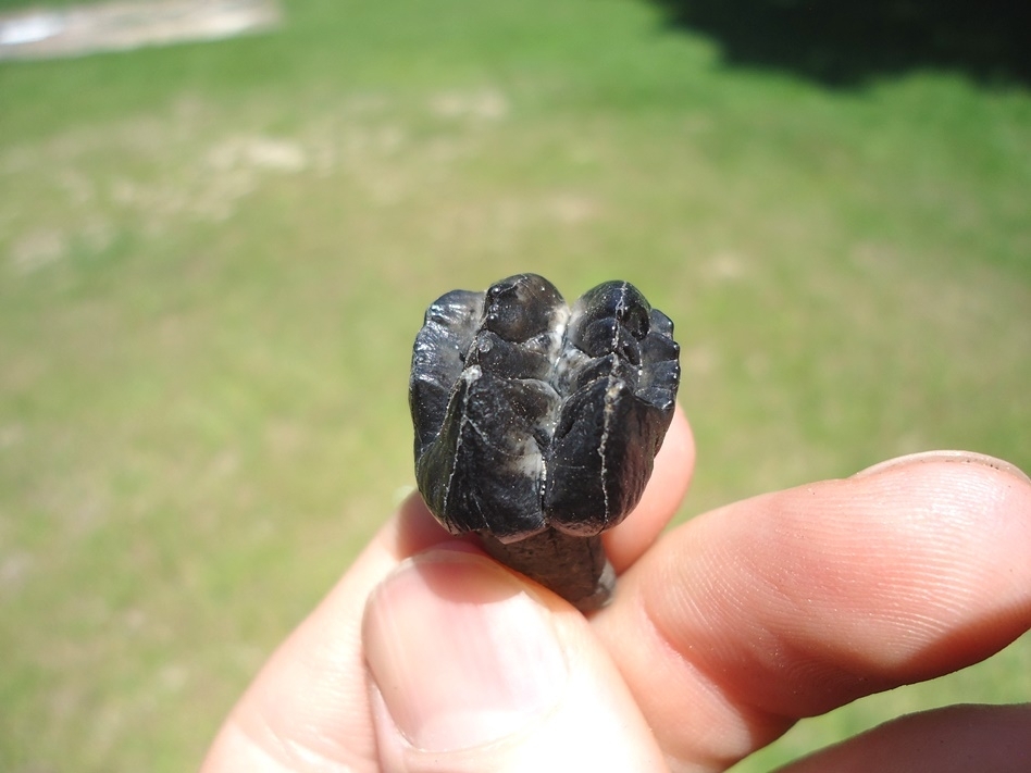 Large image 4 Attractive Glossy Black Rooted Manatee Tooth