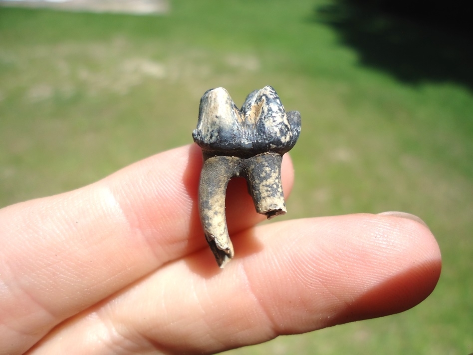 Large image 1 Colorful Rooted Manatee Tooth