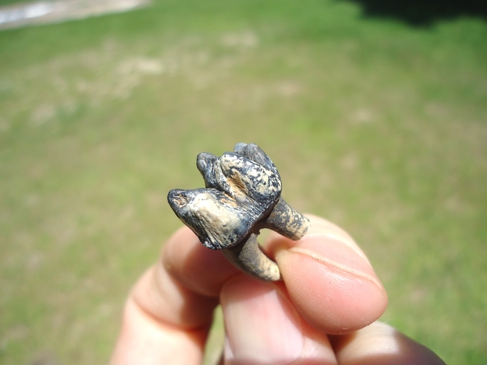 Large image 3 Colorful Rooted Manatee Tooth