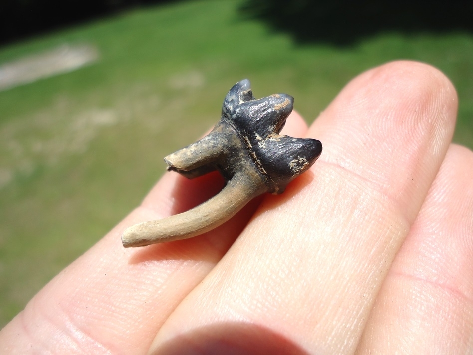 Large image 4 Colorful Rooted Manatee Tooth