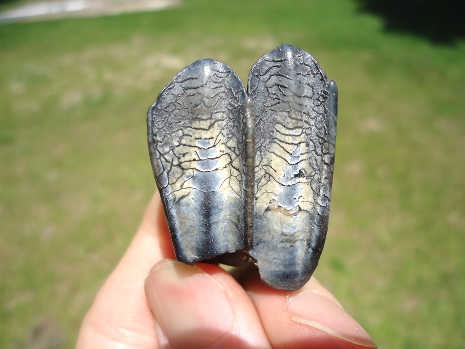 Large image 1 Very Attractive Llama Tooth from Leisey Shell Pit