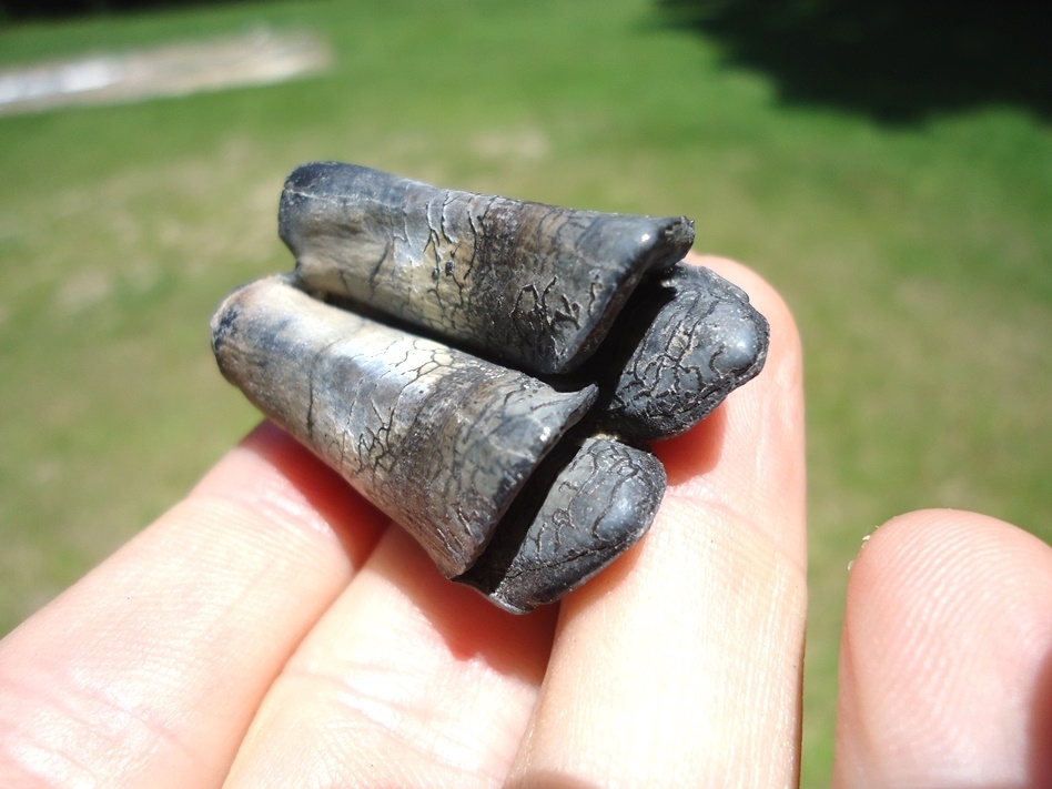 Large image 2 Very Attractive Llama Tooth from Leisey Shell Pit