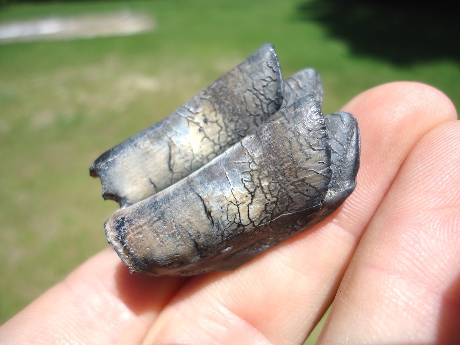 Large image 3 Very Attractive Llama Tooth from Leisey Shell Pit
