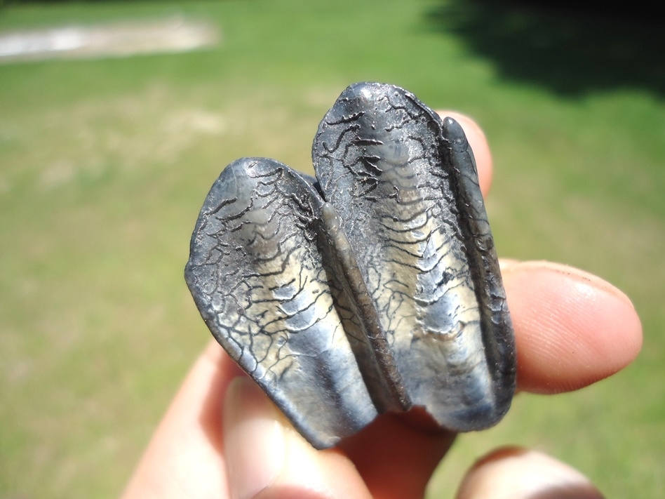 Large image 4 Very Attractive Llama Tooth from Leisey Shell Pit