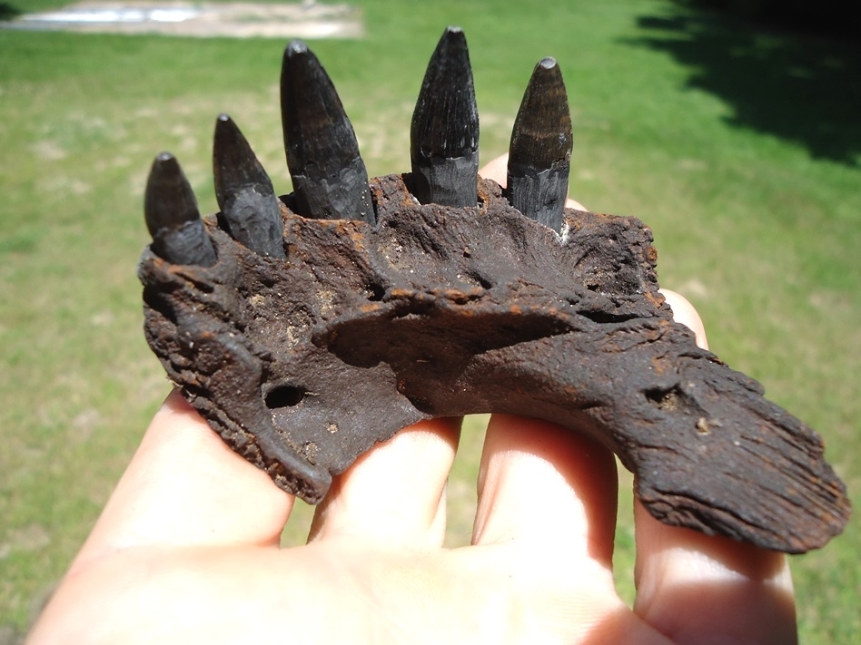 Large image 1 Alligator Jaw with Five Teeth