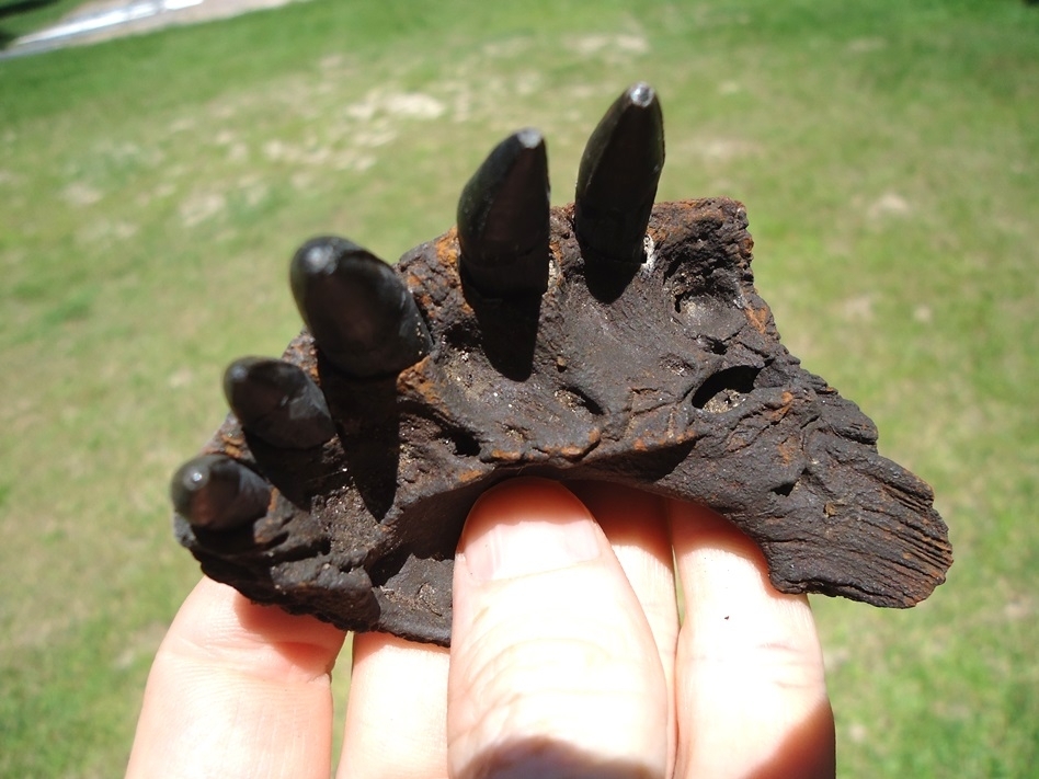 Large image 2 Alligator Jaw with Five Teeth