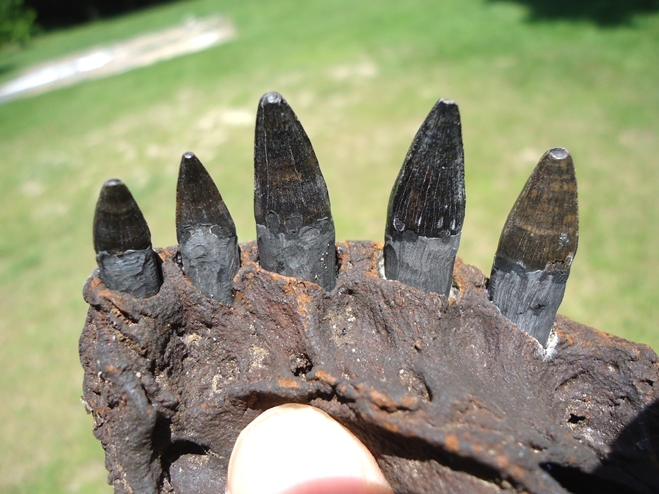 Large image 3 Alligator Jaw with Five Teeth