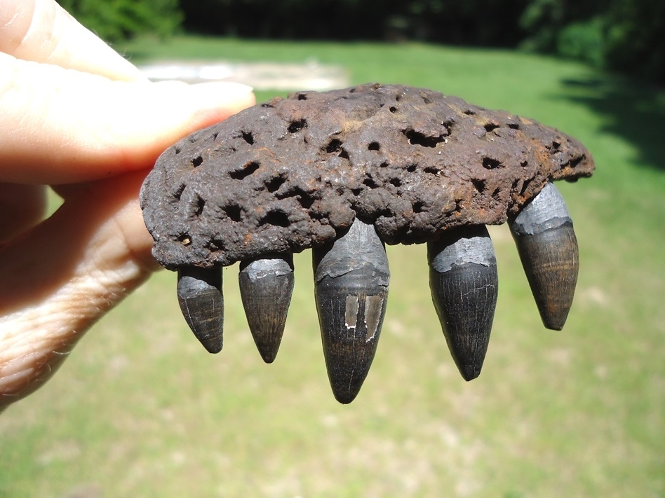 Large image 4 Alligator Jaw with Five Teeth