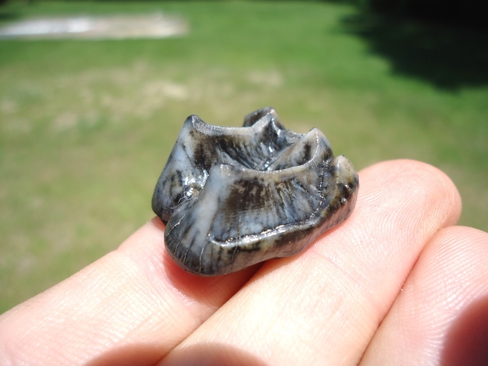 Large image 1 Gorgeous Colorful Tapir Upper Molar