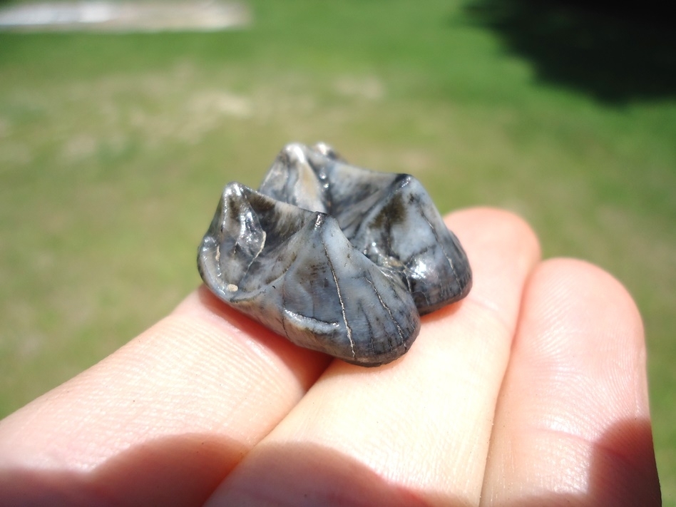 Large image 2 Gorgeous Colorful Tapir Upper Molar