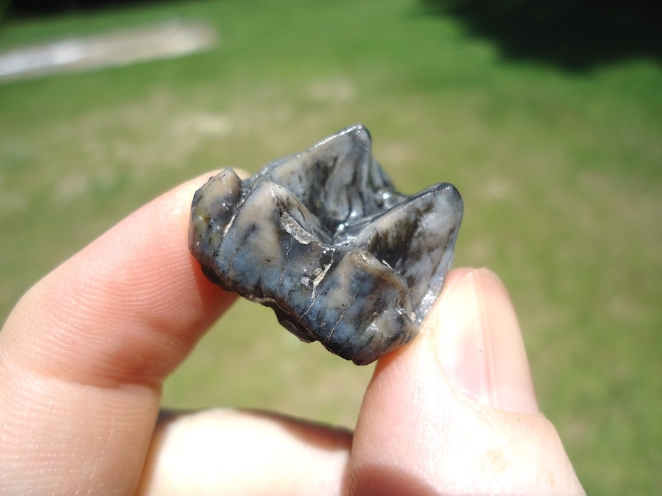 Large image 3 Gorgeous Colorful Tapir Upper Molar