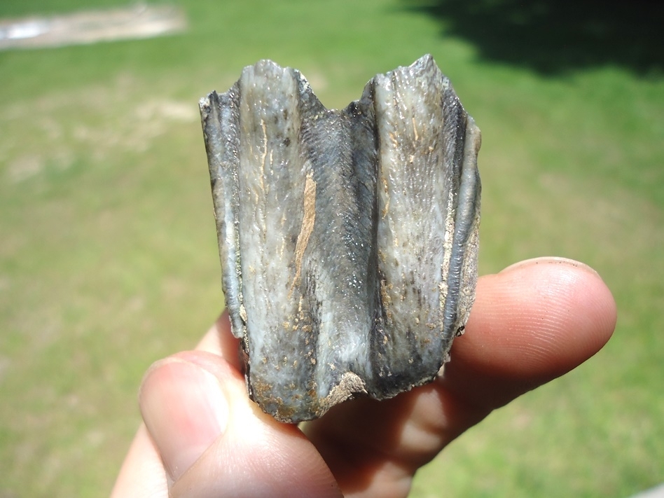 Large image 1 Bargain Bison Molar