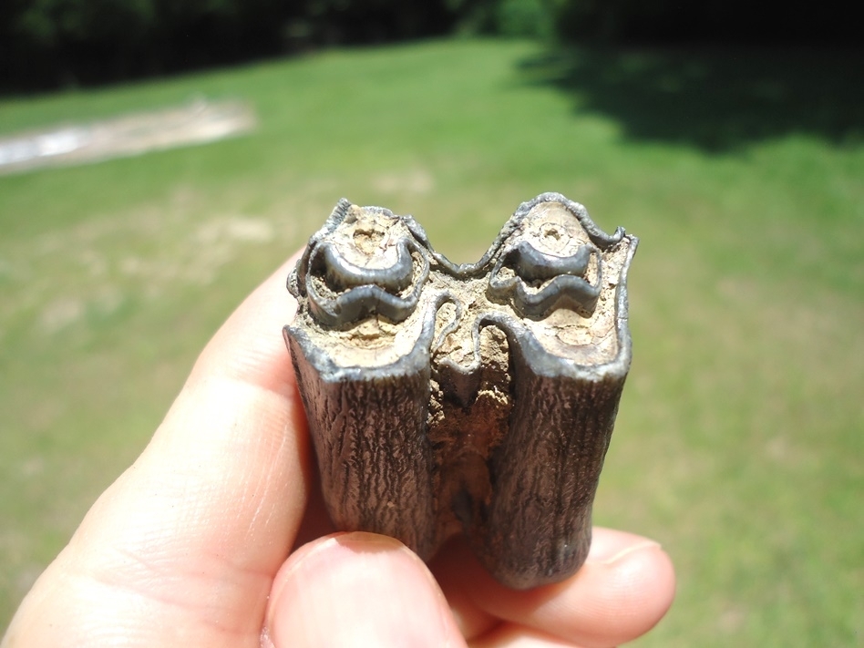 Large image 2 Bargain Bison Molar