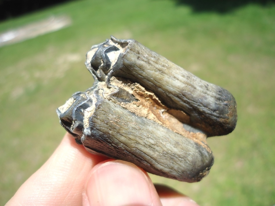Large image 3 Bargain Bison Molar