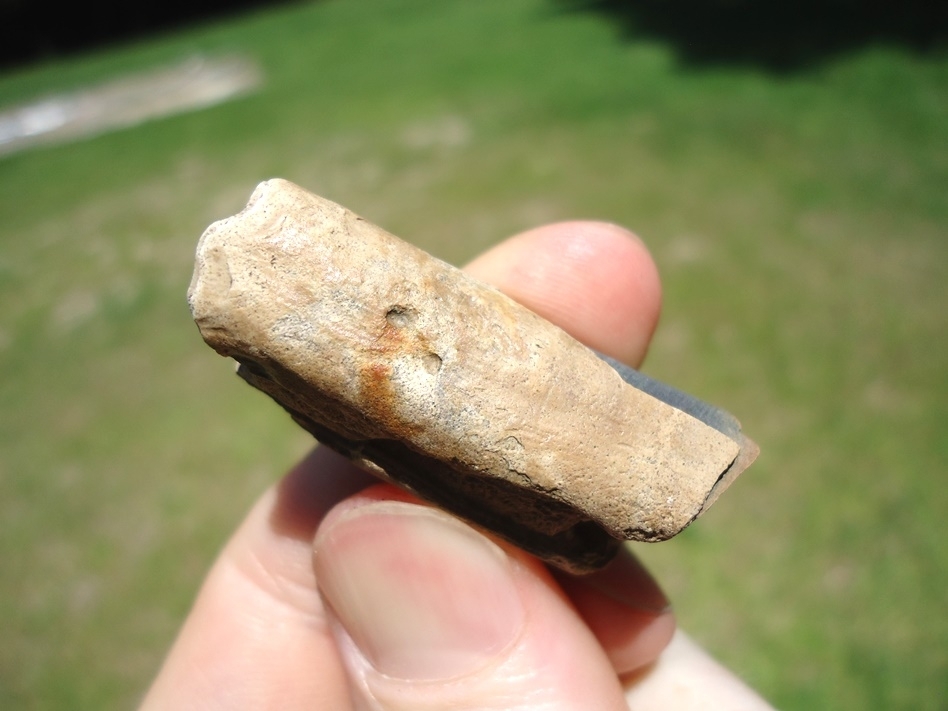 Large image 1 Bargain Sloth Molar