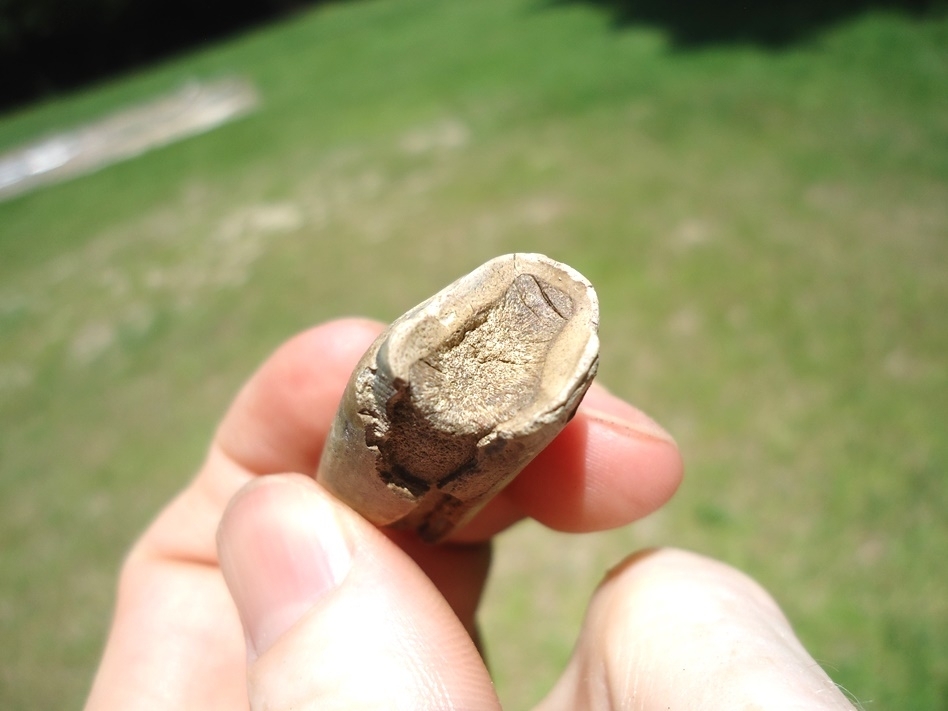 Large image 2 Bargain Sloth Molar
