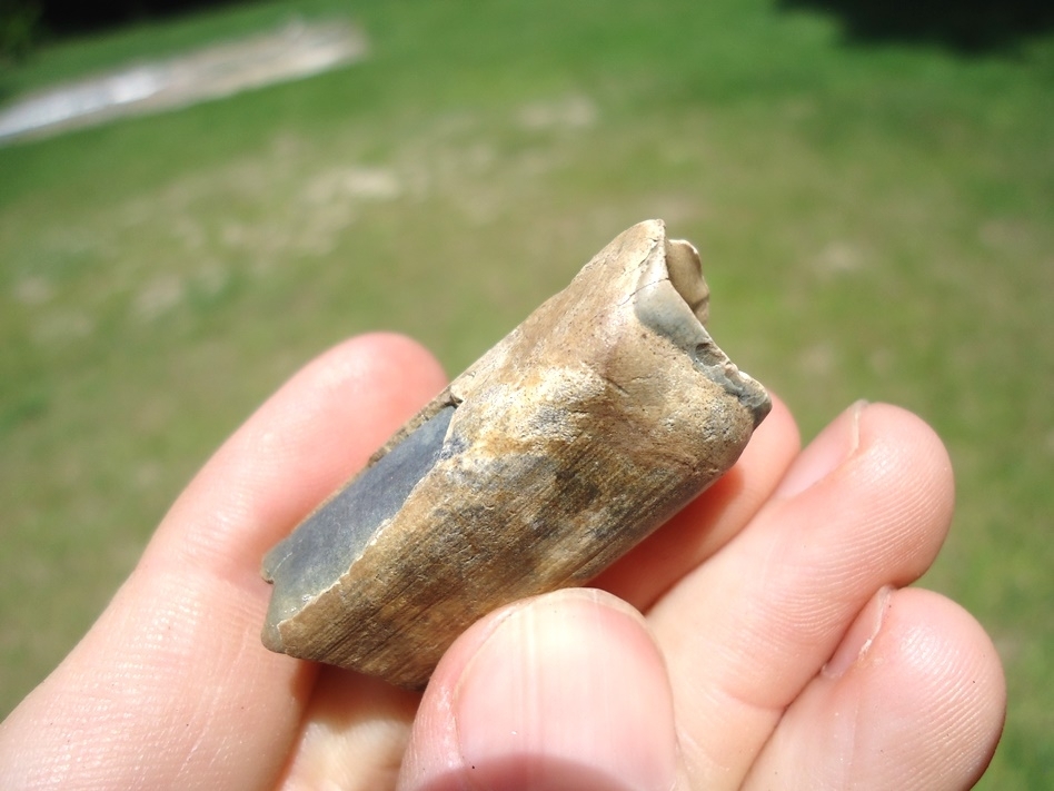 Large image 3 Bargain Sloth Molar