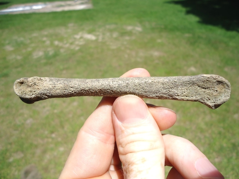 Large image 1 Bargain Dire Wolf Metapodial