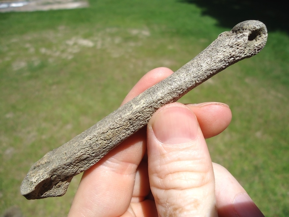 Large image 3 Bargain Dire Wolf Metapodial