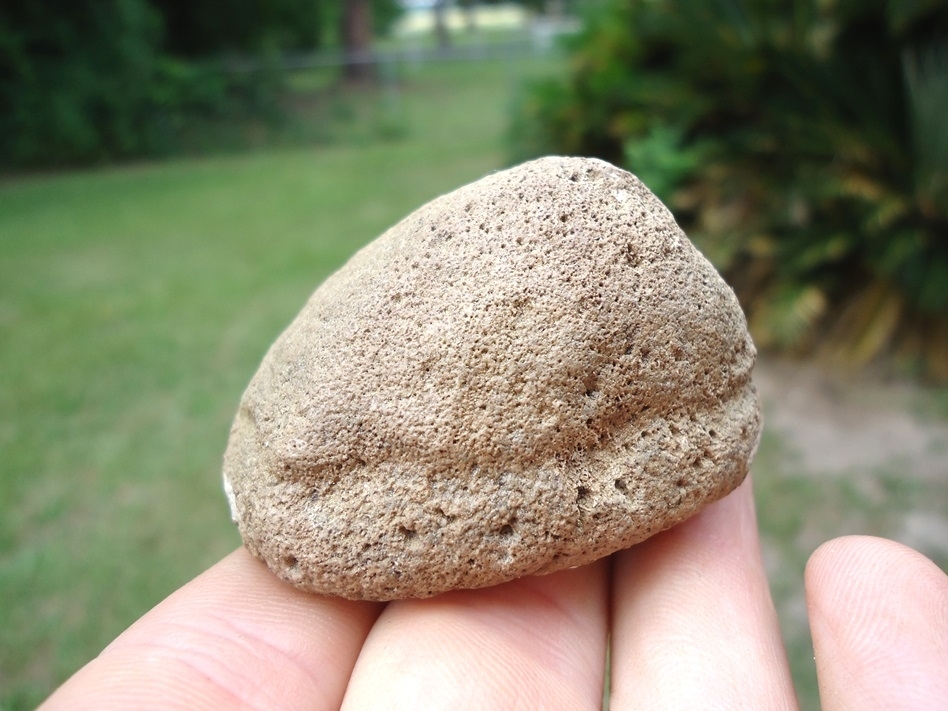 Large image 1 Whopper Sized Giant Tortoise Spur