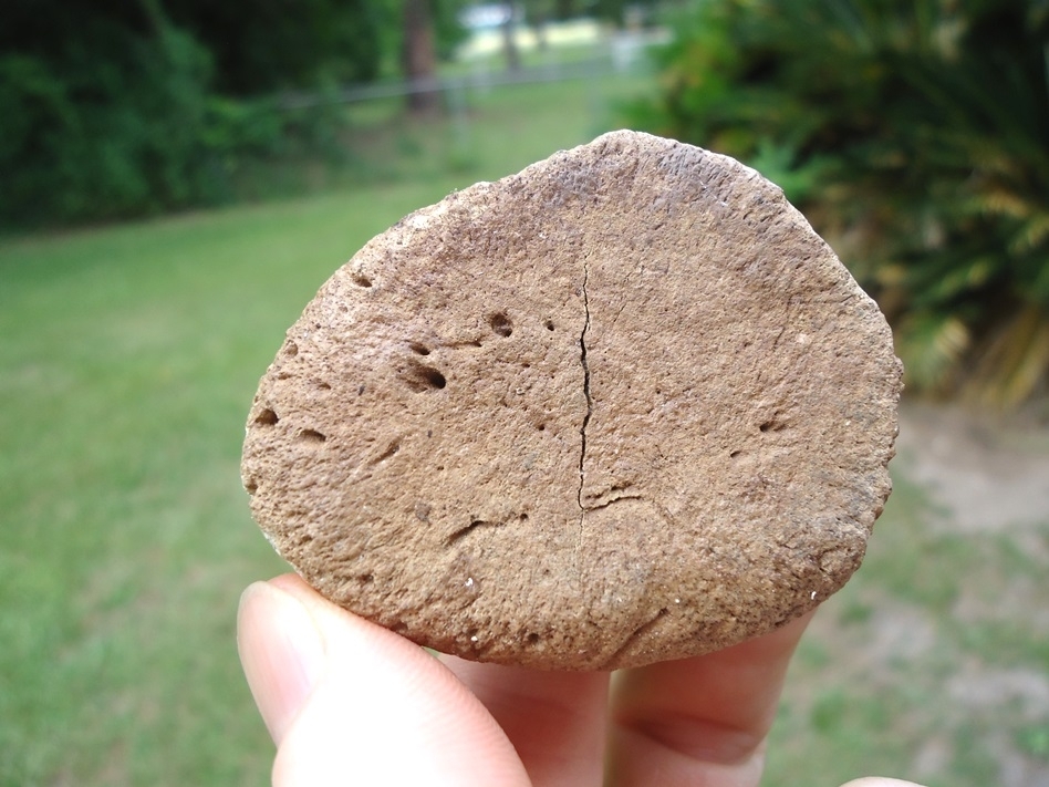 Large image 2 Whopper Sized Giant Tortoise Spur