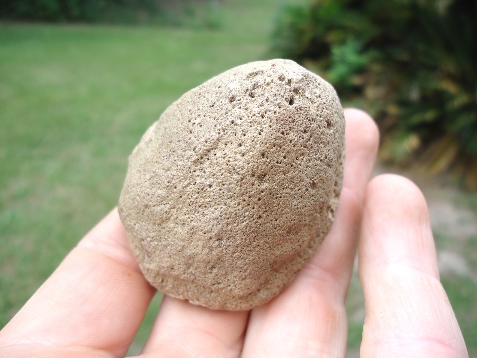Large image 3 Whopper Sized Giant Tortoise Spur