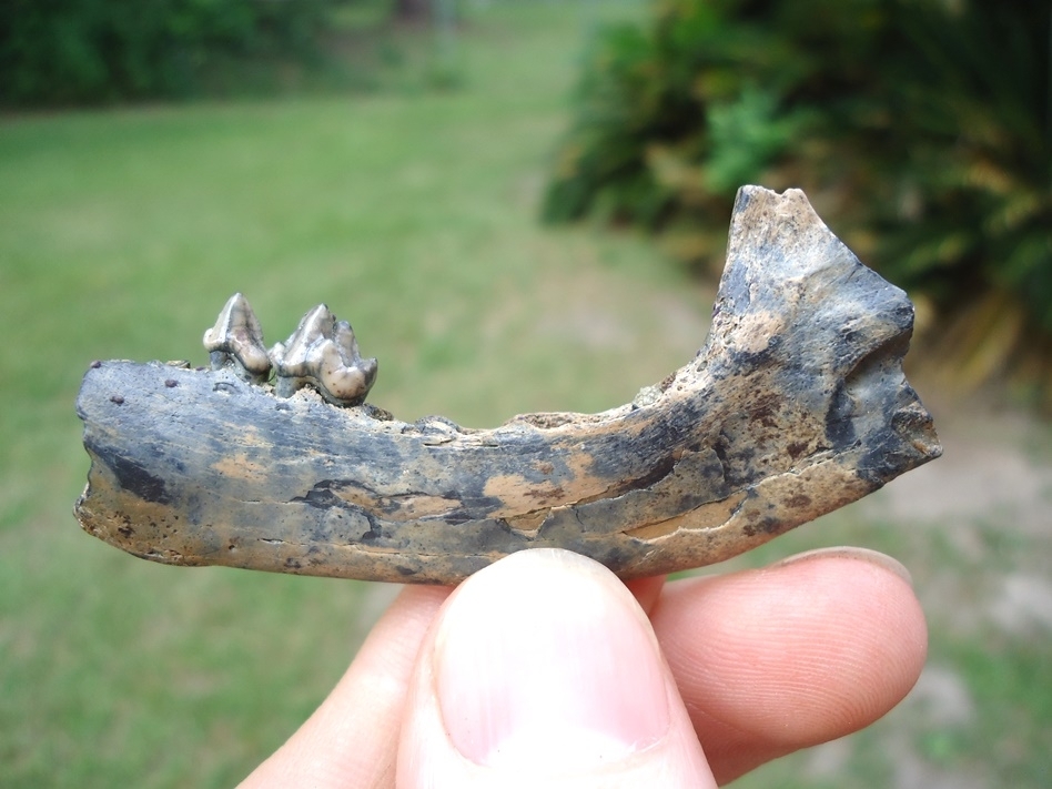 Large image 1 Bargain Price Raccoon Mandible with Two Teeth