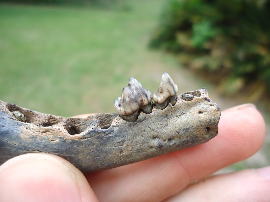 Large image 2 Bargain Price Raccoon Mandible with Two Teeth