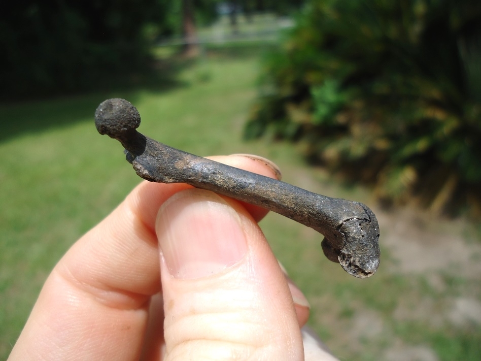 Large image 2 Very Nice Muskrat Femur