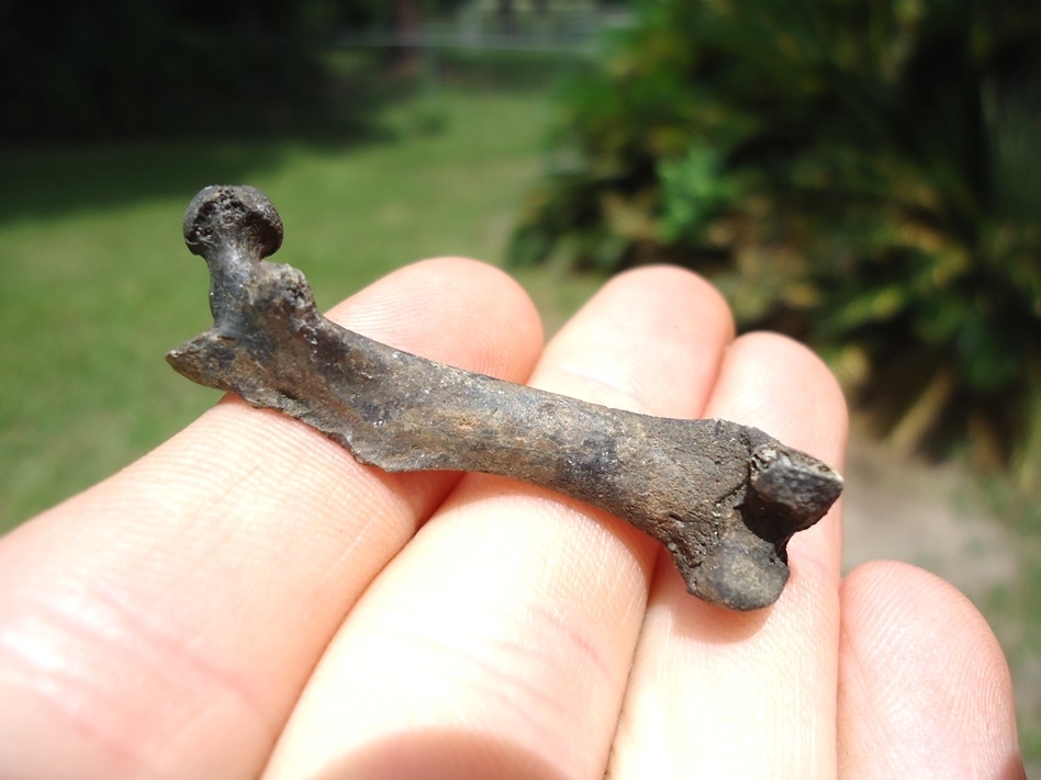 Large image 1 Very Nice Muskrat Femur