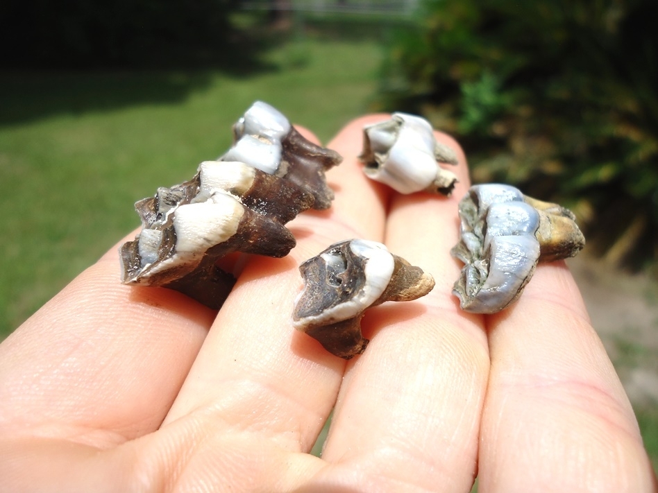 Large image 1 Five Choice Deer Teeth