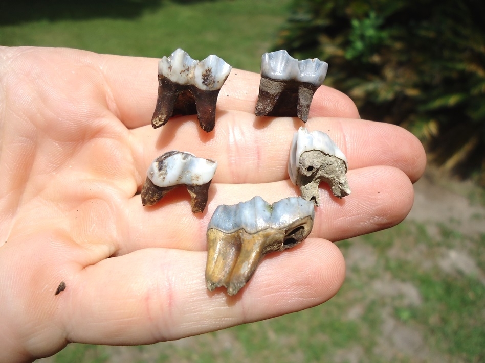 Large image 3 Five Choice Deer Teeth