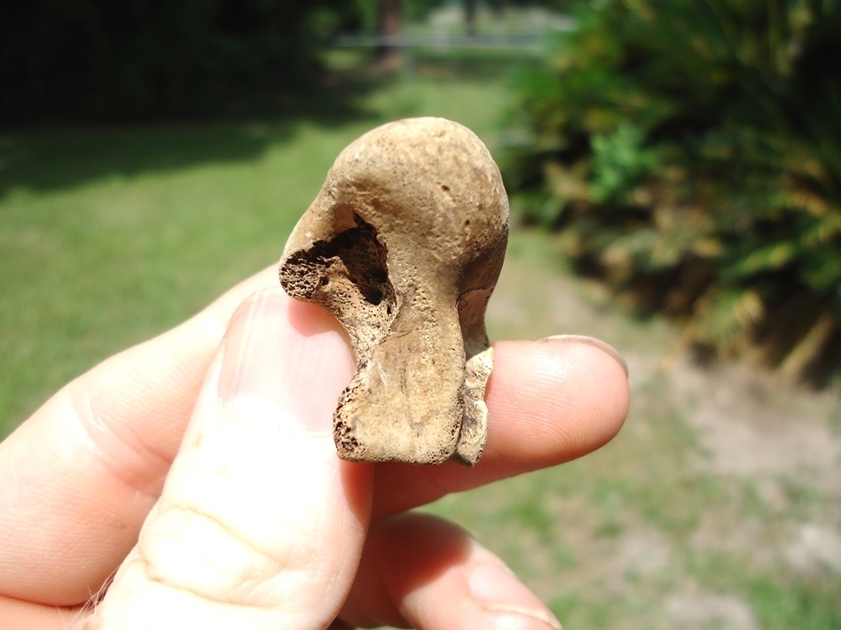 Large image 1 Top Quality Alligator Astragalus